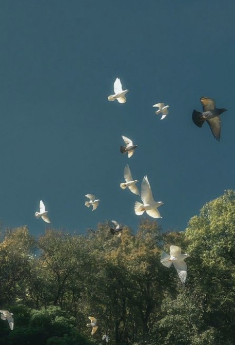 White birds rising above a line of trees